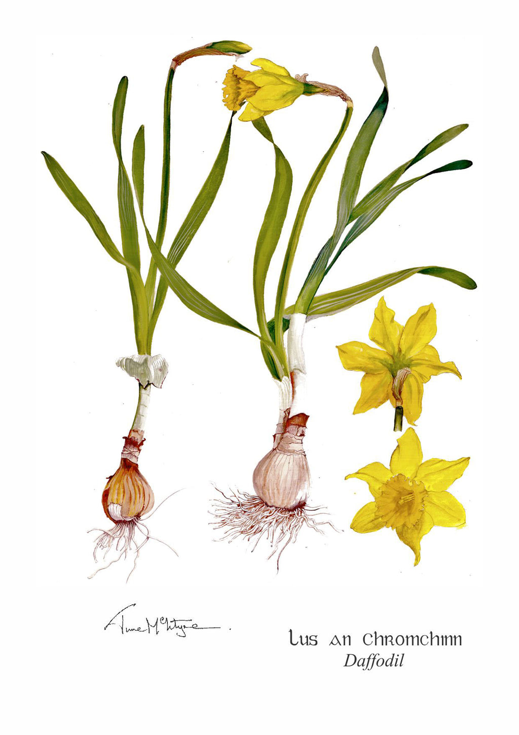 Daffodils Limited Edition