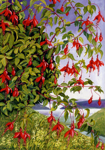 Fuchsia, Dingle Bay